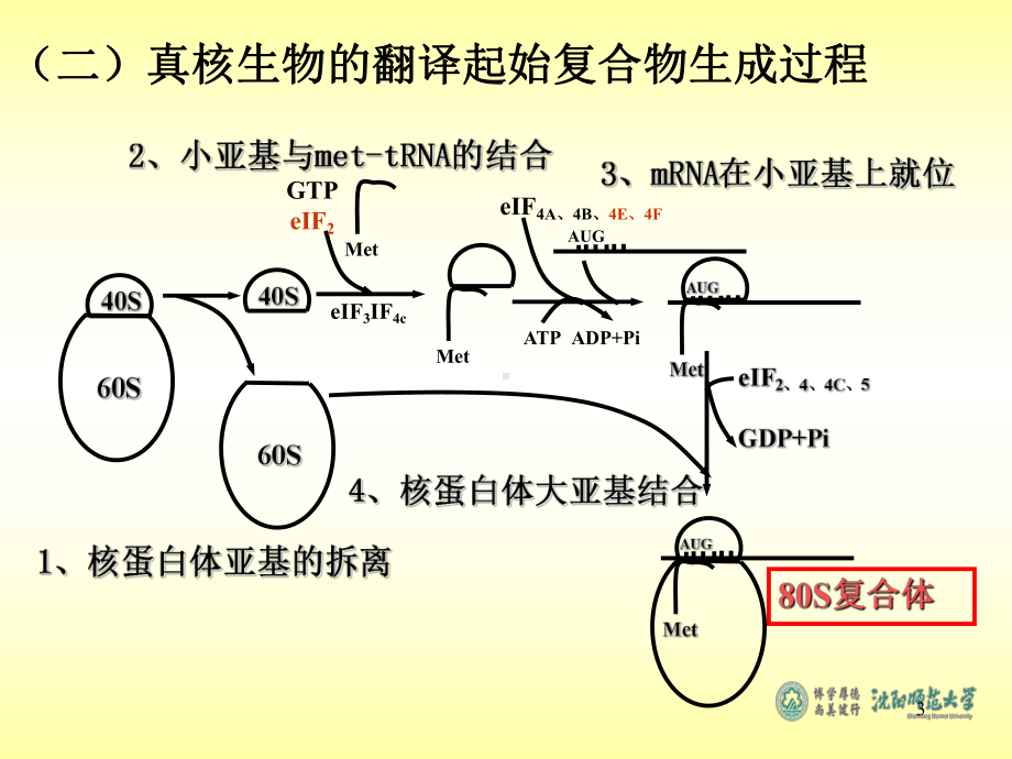 第十三章蛋白质的生物合成课件.ppt_第3页