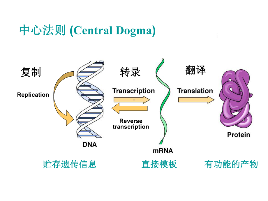 十二RNA的生物合成-转录（精品PPT）课件.ppt_第2页