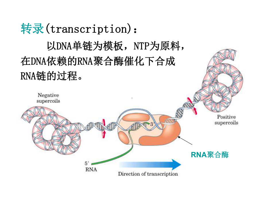 十二RNA的生物合成-转录（精品PPT）课件.ppt_第3页