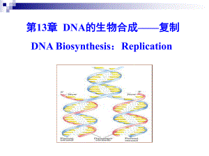 第13章-DNA的生物合成-复制-课件.ppt