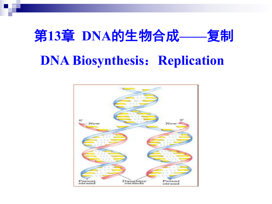 第13章-DNA的生物合成-复制-课件.ppt_第1页