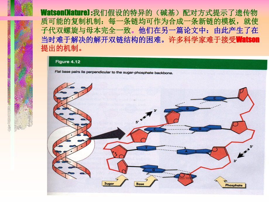 DNA的生物合成1课件.ppt_第3页