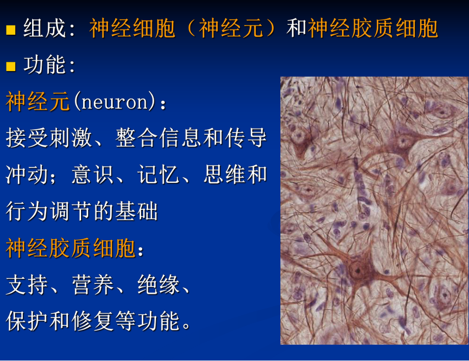 组织学与胚胎学-神经组织 2015春课件.ppt_第2页