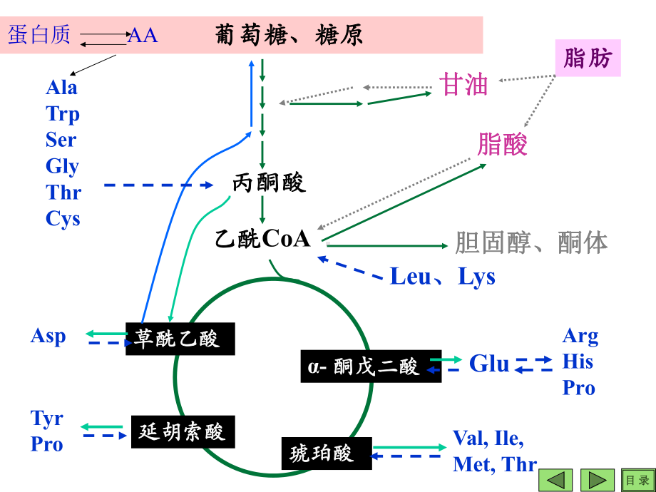 DNA的生物合成(复制).ppt课件.ppt_第1页