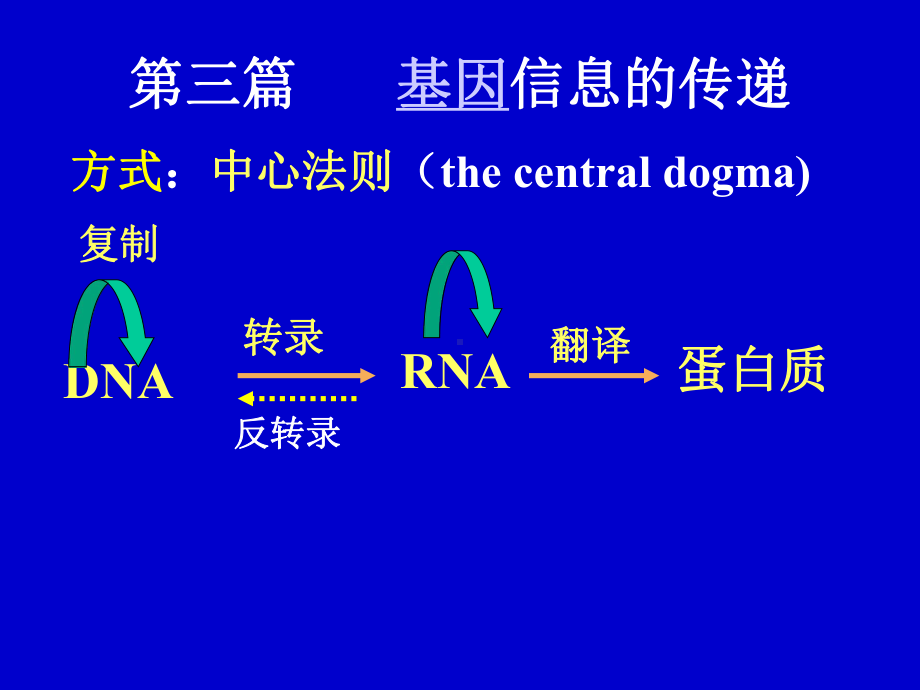 DNA的生物合成(复制).ppt课件.ppt_第2页