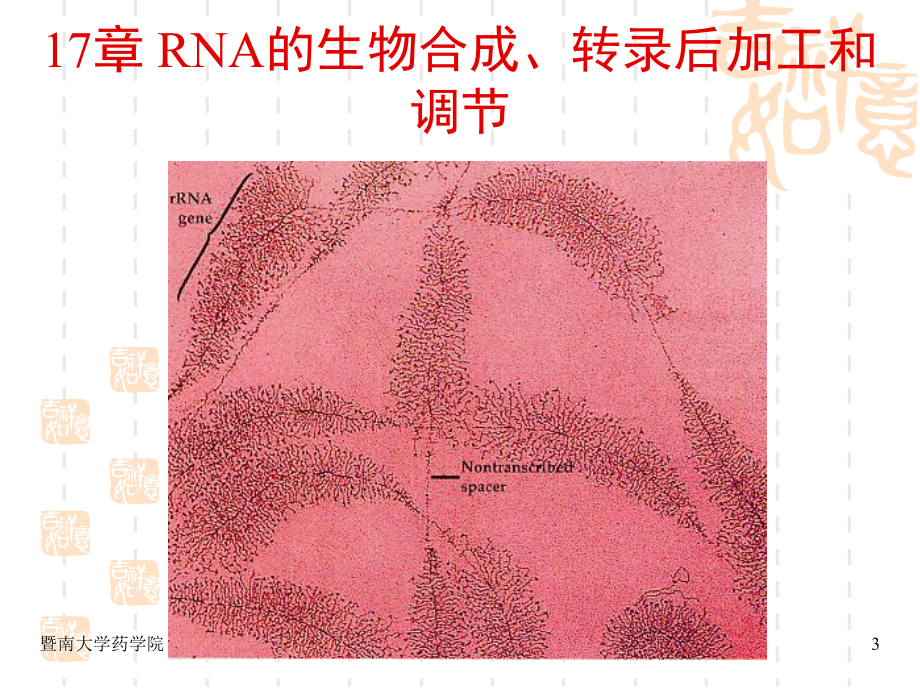 2 RNA的生物合成、转录后加工和调节.ppt课件.ppt_第3页