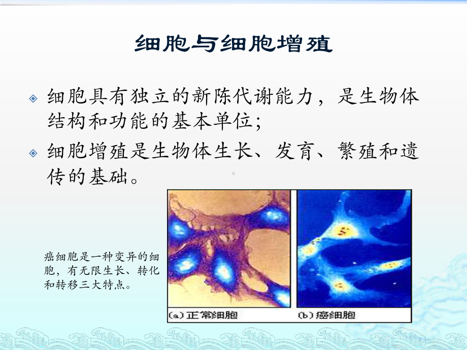 细胞周期与抗癌药物作用机制课件.ppt_第2页