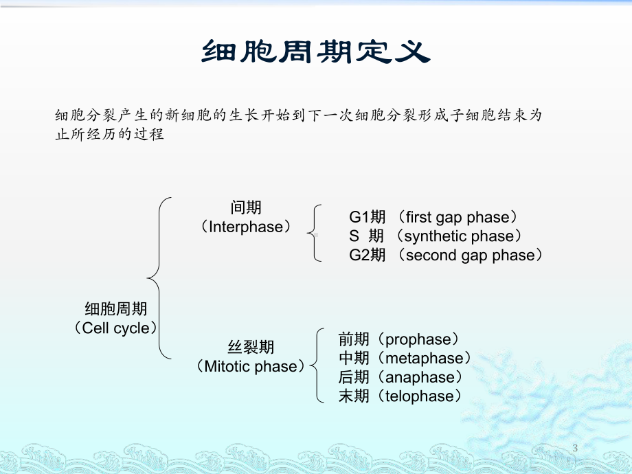 细胞周期与抗癌药物作用机制课件.ppt_第3页