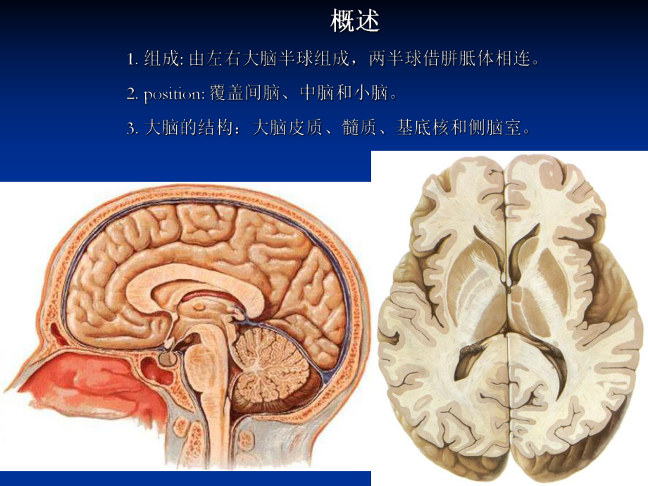 （精品）由左右大脑半球组成课件.ppt_第2页