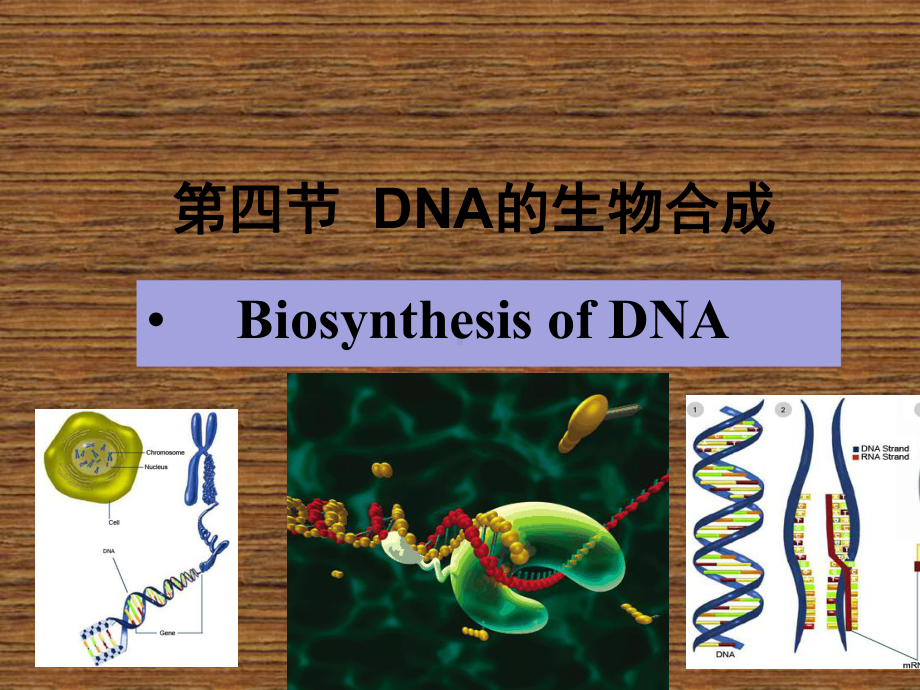 生物化学基础第9章2 核酸代谢课件.ppt_第2页