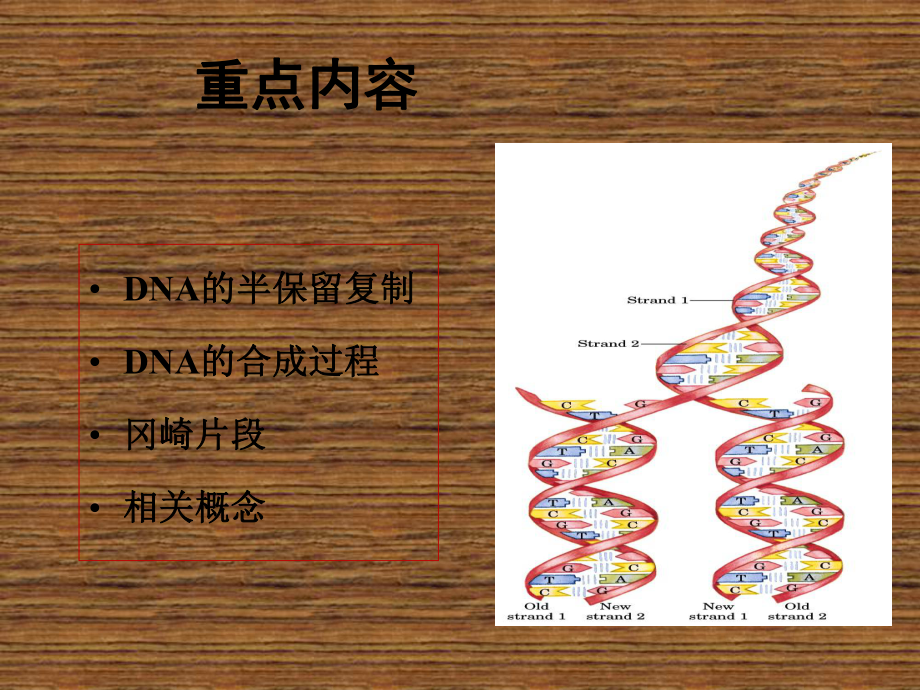 生物化学基础第9章2 核酸代谢课件.ppt_第3页