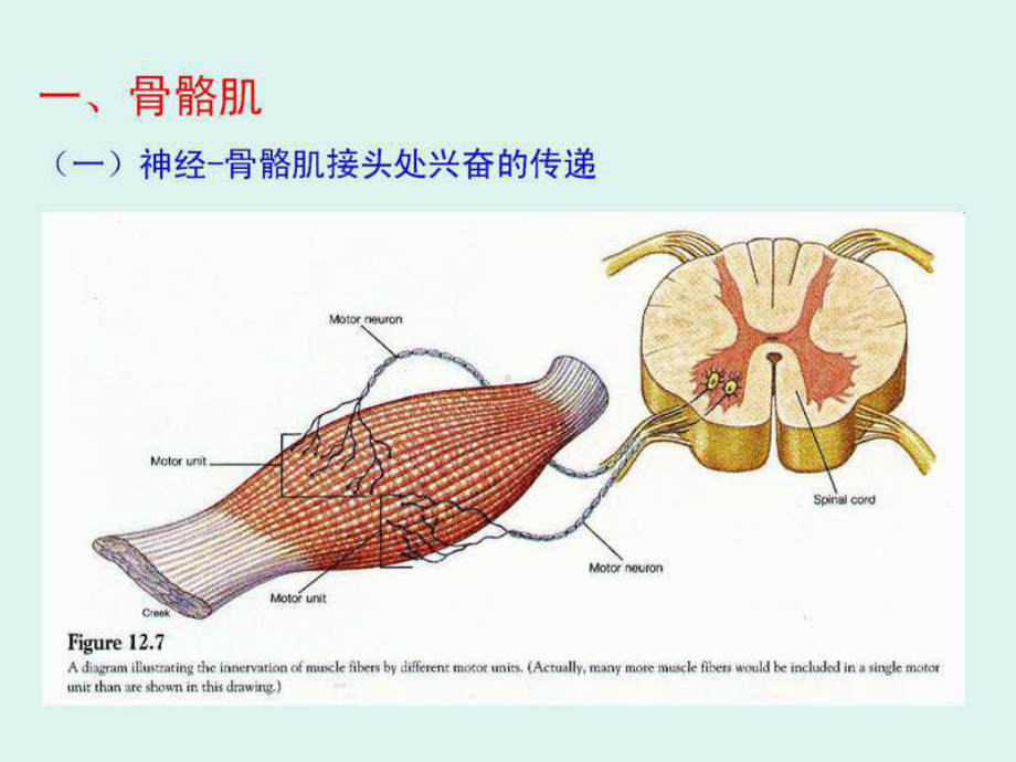 级生理学肌肉收缩课件.ppt_第3页