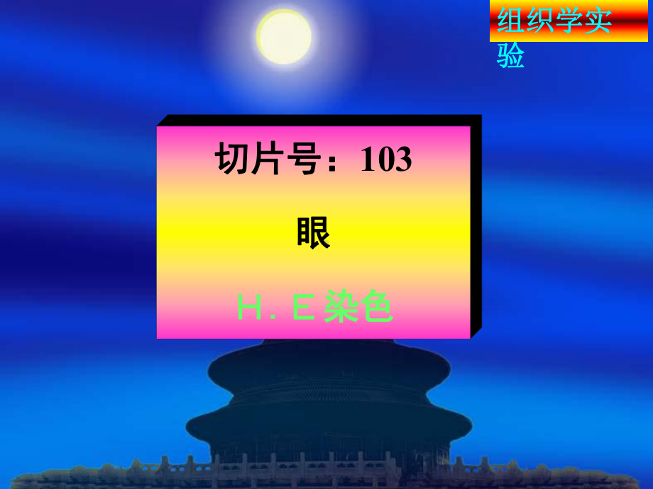 组织学与胚胎学实验考试14 眼、耳、皮肤课件.ppt_第3页