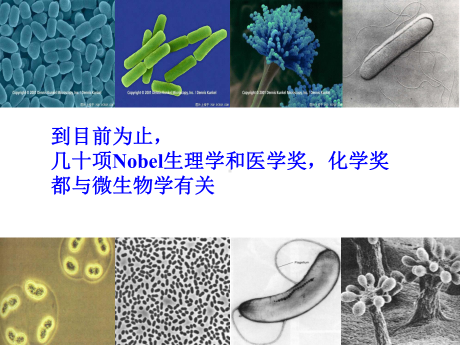 课题1微生物的实验室培养(上课用)课件.ppt_第2页