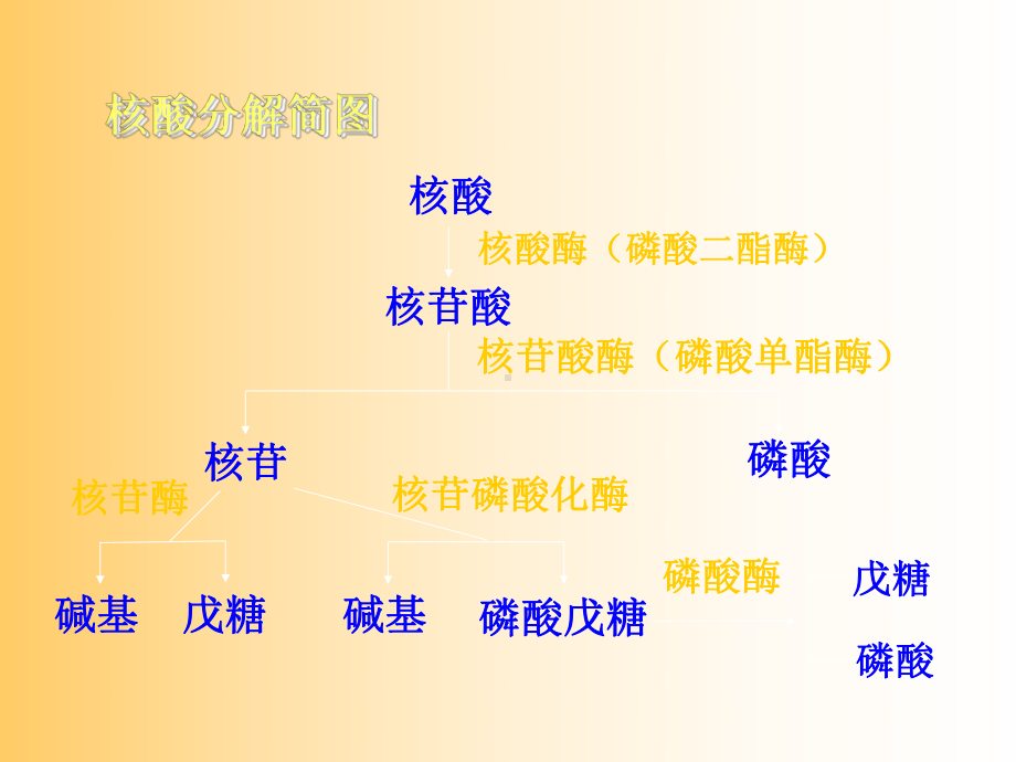 核苷酸代谢及DNA的生物合成PPT课件.ppt_第3页