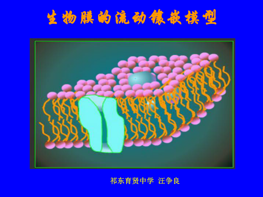 第二节生物膜的流动镶嵌模型课件.ppt_第3页