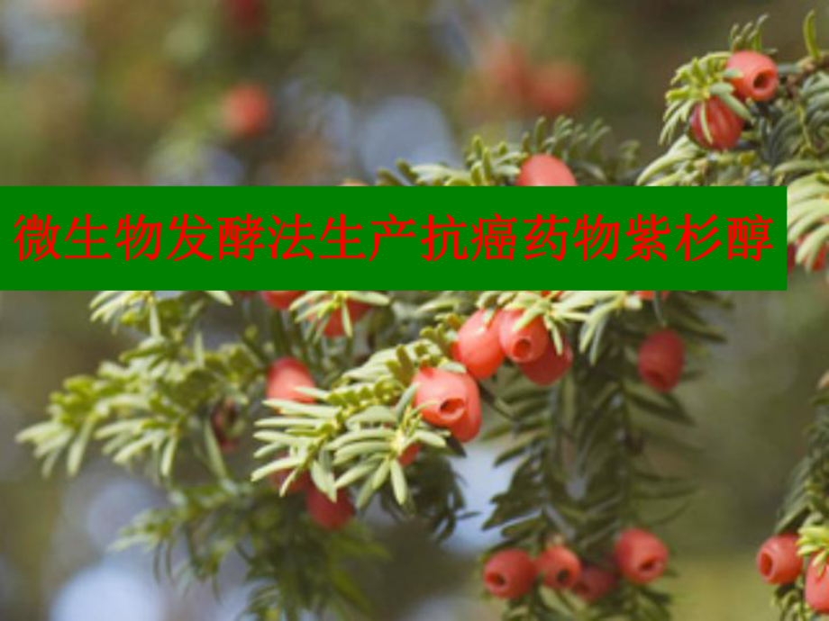 微生物发酵法生产抗癌药物紫杉醇课件.ppt_第1页