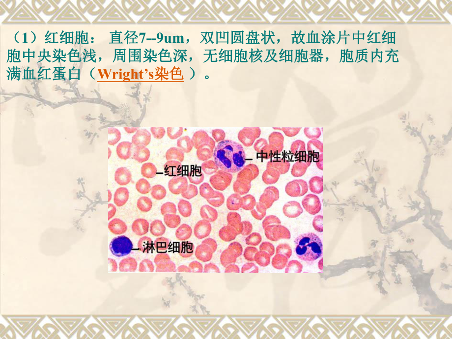 组织学与胚胎学实验（南京大学）实验四 血液课件.ppt_第2页