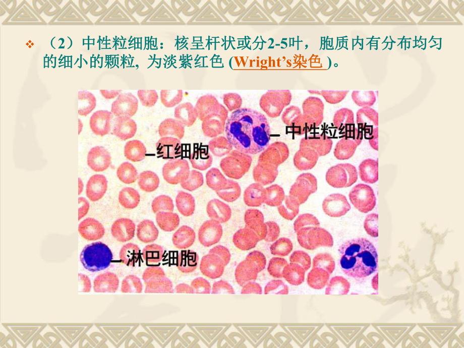 组织学与胚胎学实验（南京大学）实验四 血液课件.ppt_第3页