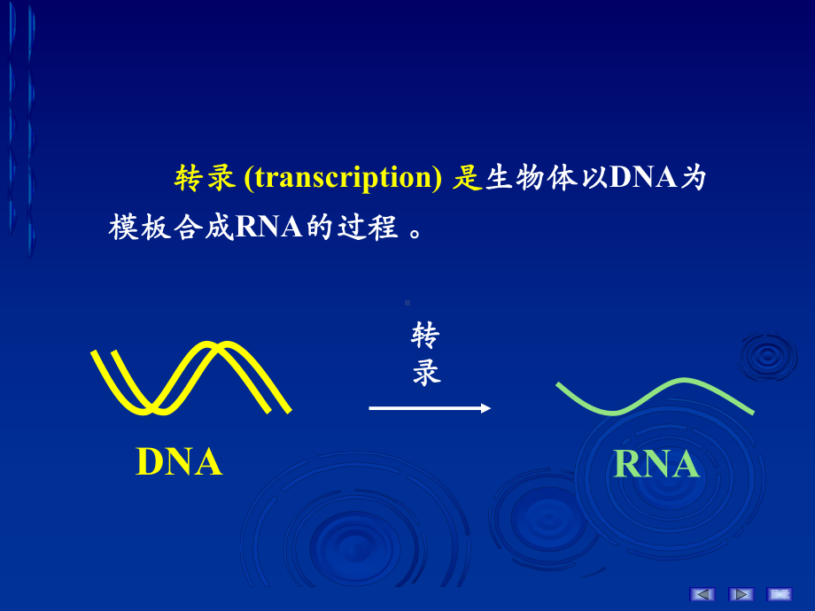 RNA的生物合成（精品PPT）课件.ppt_第3页