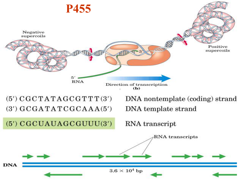 西北大学生物化学PPT RNA的生物合成-L课件.ppt_第3页