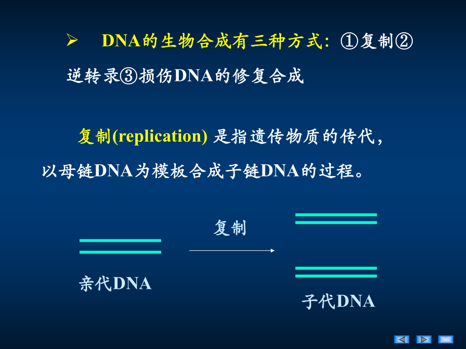 第10章DNA的生物合成(11采用)课件.ppt_第2页