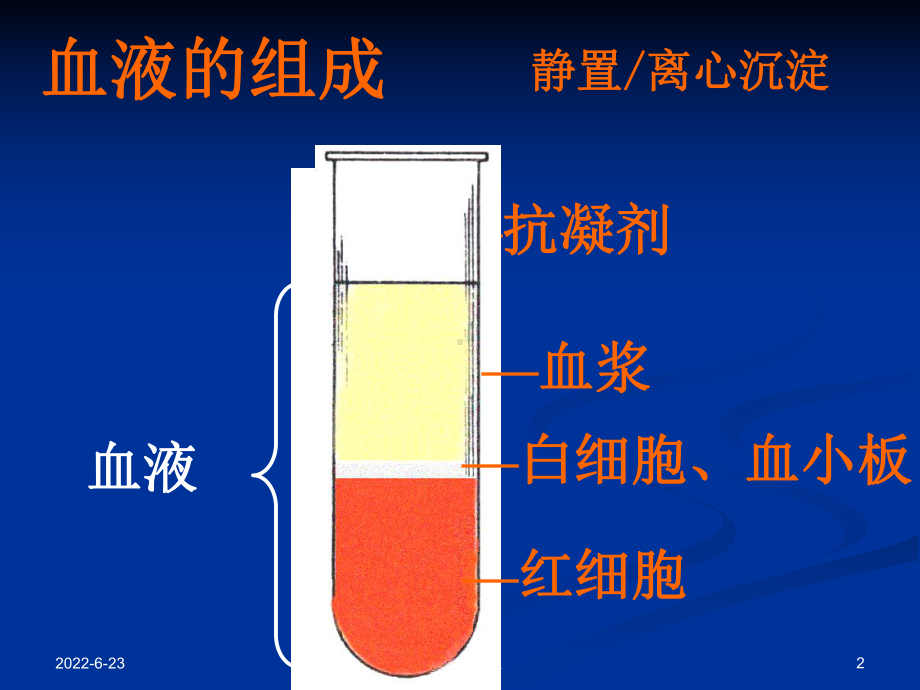 组织胚胎学 DC血液.ppt课件.ppt_第2页