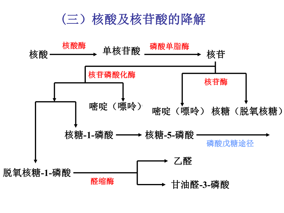 核苷酸代谢和核酸生物合成课件.ppt_第3页