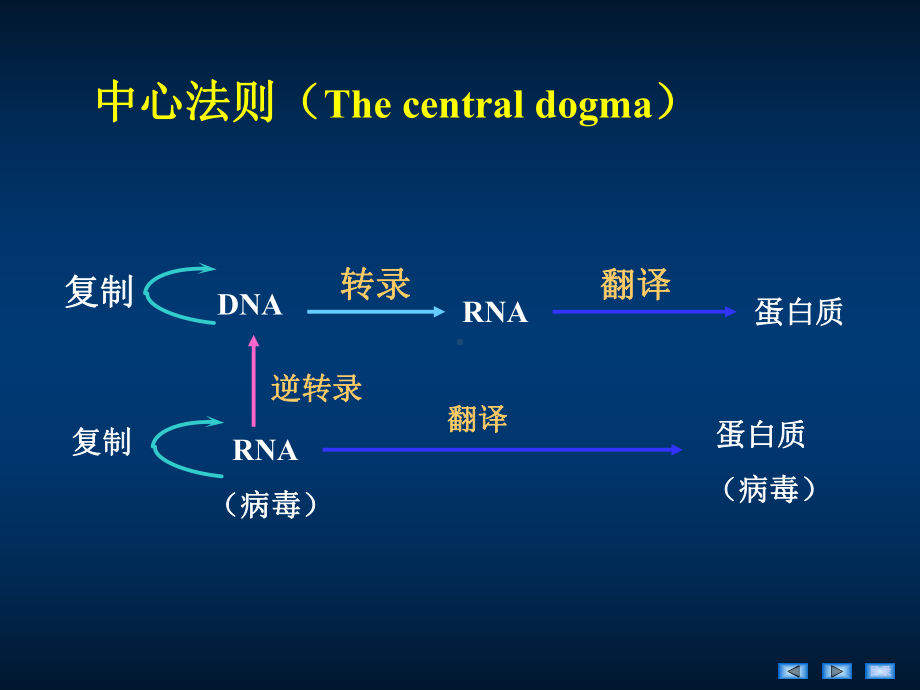 第12章 DNA的生物合成(HDN).ppt课件.ppt_第2页