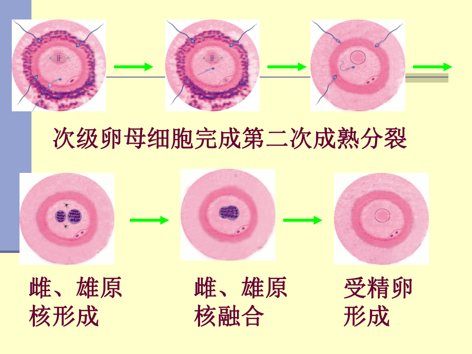 14临本(查)第十四章 DNA的生物合成.ppt课件.ppt_第3页