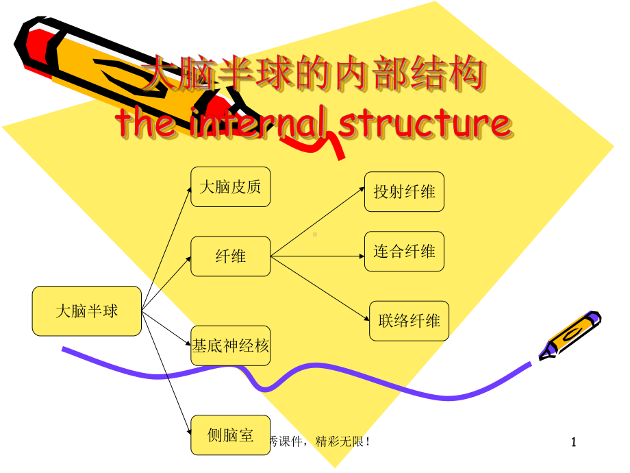 大脑半球的内部结构课件.ppt_第1页