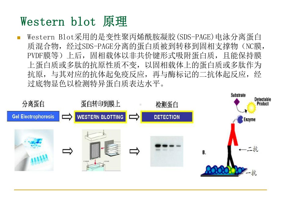 western+blot+ppt资料课件.ppt_第2页