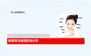 微表情与肌肉分析课件.ppt