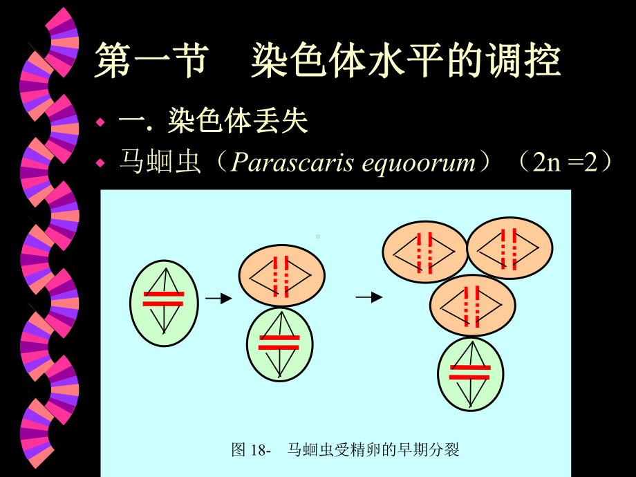 [精选]第十八真核生物基因表达的调控-资料课件.ppt_第3页