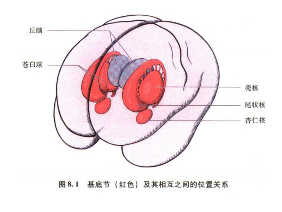 基底节区和内囊讲义课件.ppt_第2页