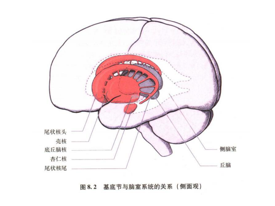 基底节区和内囊讲义课件.ppt_第3页