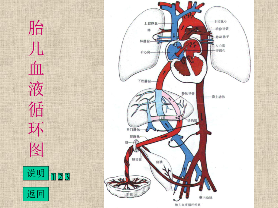 4胎儿血液循环及出生后的变化课件.ppt_第2页