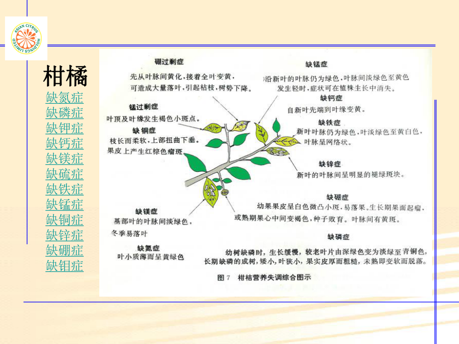 柑橘营养元素课件.ppt_第3页