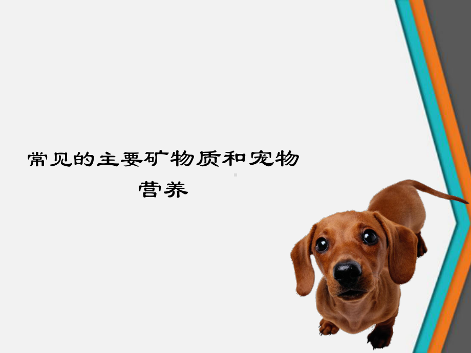 常见的主要矿物质和宠物营养课件.ppt_第1页