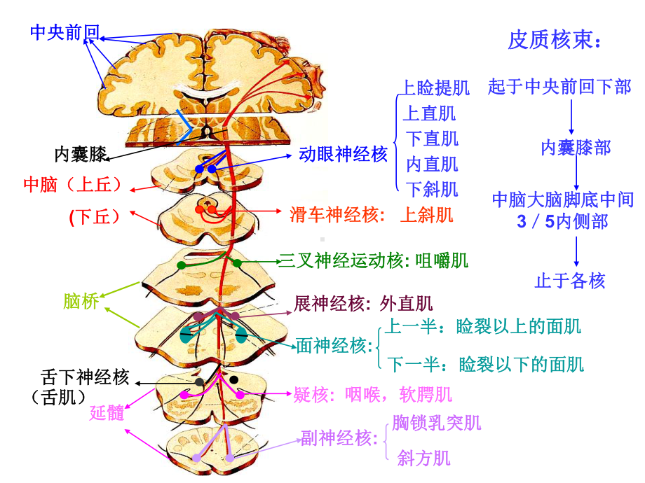 -运动传导通路课件.ppt_第3页