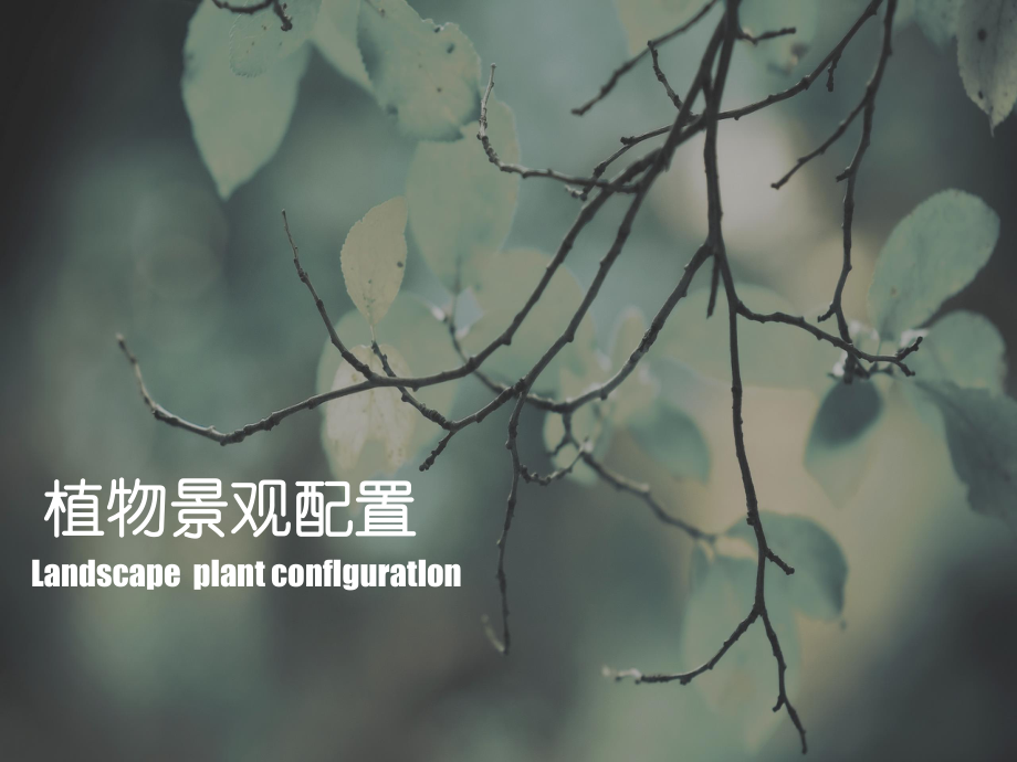 植物景观配置分析课件.ppt_第1页