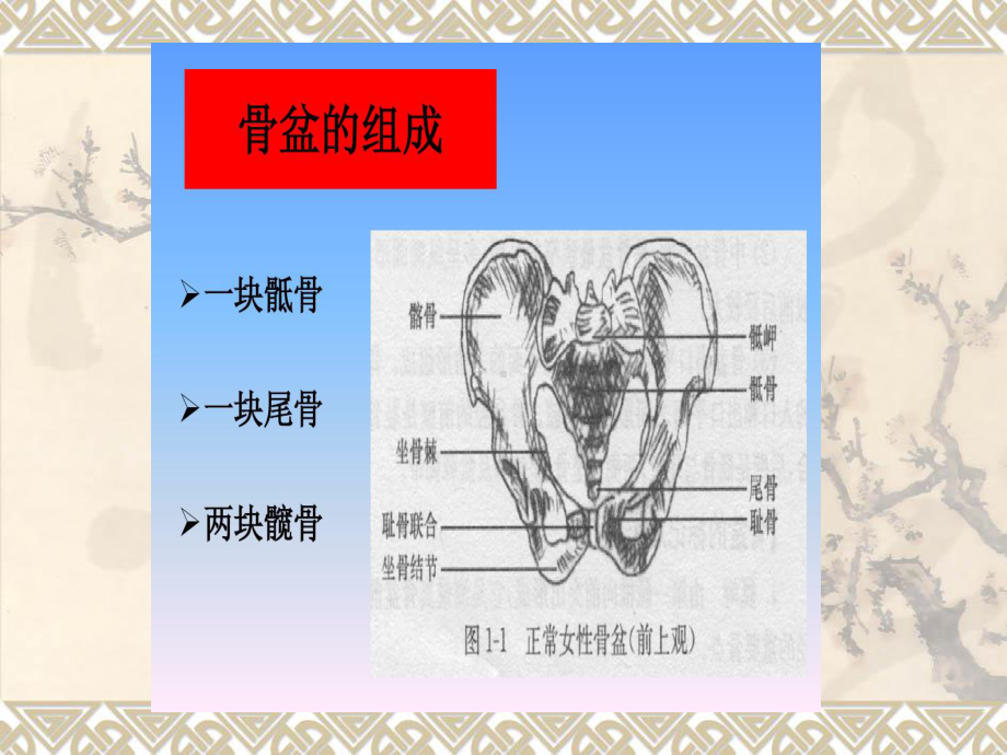 骨盆变形后的形体课件.ppt_第2页