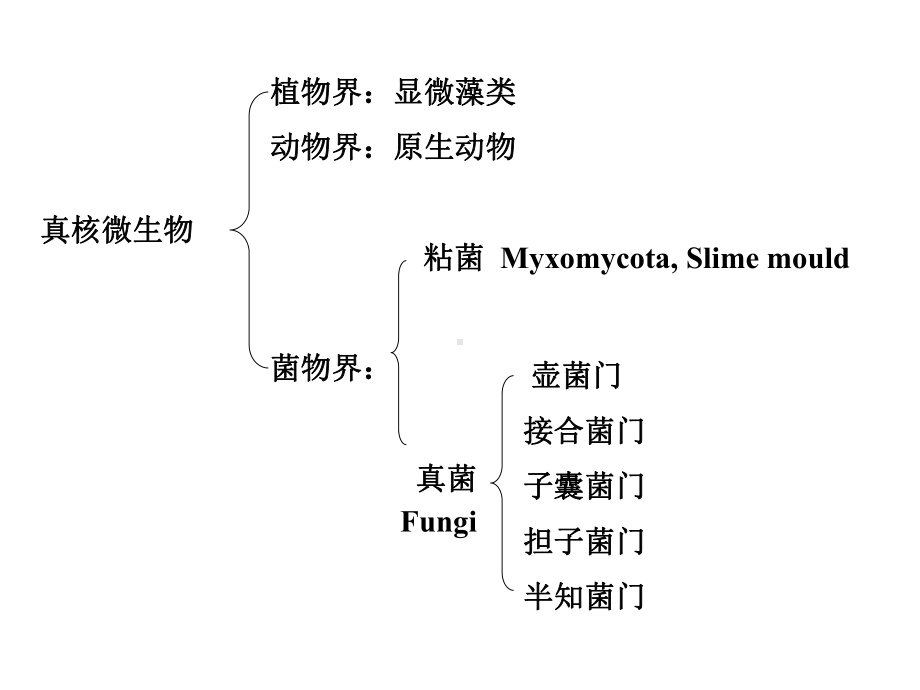 微生物学教程周德庆第2章真核微生物的形态构造和功课件.ppt_第2页