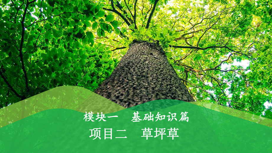 草坪建植与养护项目二-草坪草课件.pptx_第1页