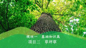 草坪建植与养护项目二-草坪草课件.pptx