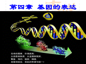 基因控制蛋白质的合成第一课时课件.ppt