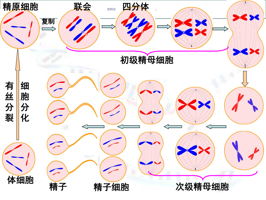 卵细胞形成过程课件.ppt_第2页