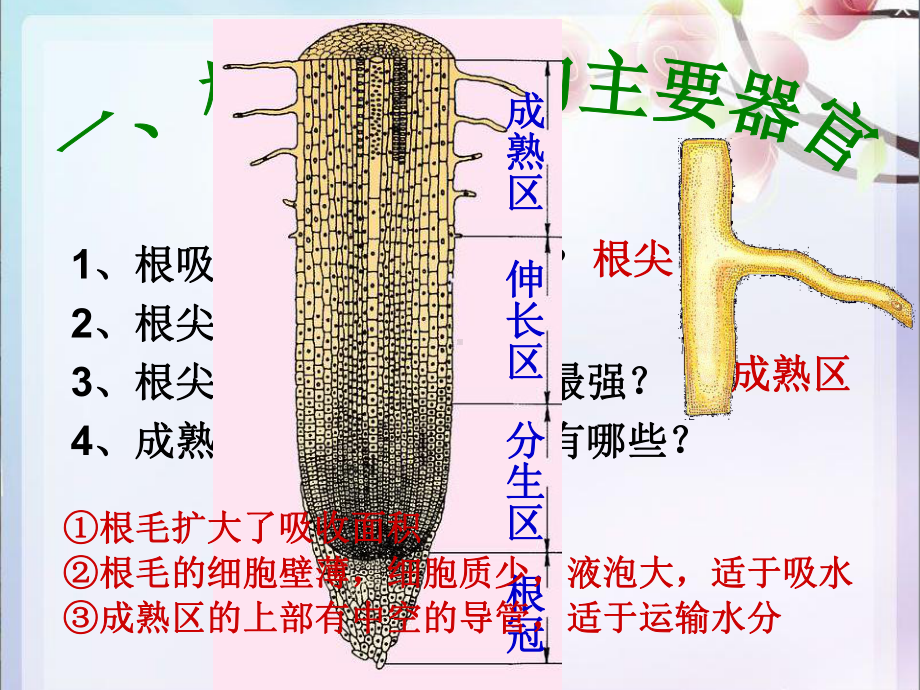 根对水分的吸收课件.ppt_第2页