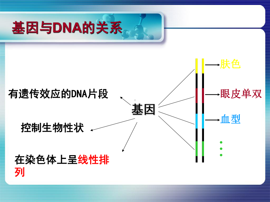 [生物学]基因指导蛋白质的合成课件.ppt_第3页