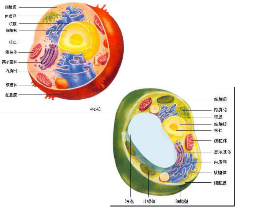 EOverton用500多种化学物质对植物细胞透课件.ppt_第1页